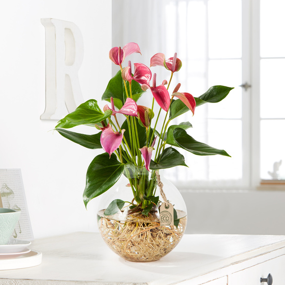 Flamingoblume Water Plant in Pink in GlasKugelvase