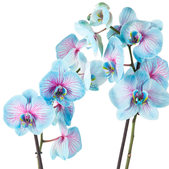 Orchidee in Blau und Rosa im Keramik  bertopf Blume2000 de