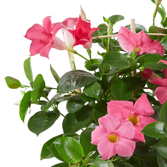 Dipladenia in Pink  im Keramik  bertopf Blume2000 de