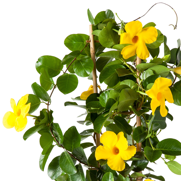 Dipladenia Gelbe Bltter
