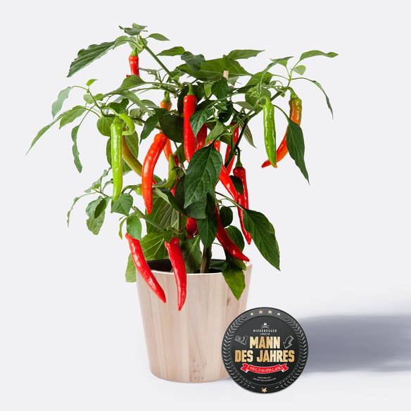 Chili-Pflanze mit Holz-Übertopf mit Niederegger Marzipan Vatertagstaler 