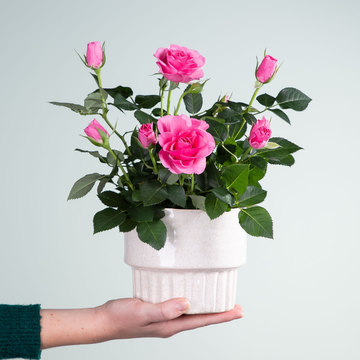 Blume 2000 Online Blumenversand für jeden Anlass