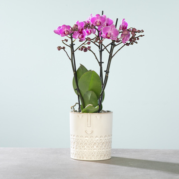 Blume 2000 Online Blumenversand für jeden Anlass