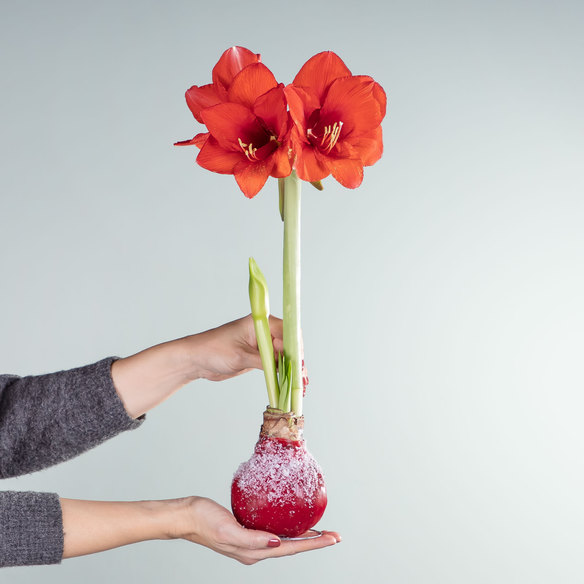 Amaryllis In Wachs Blume 2000