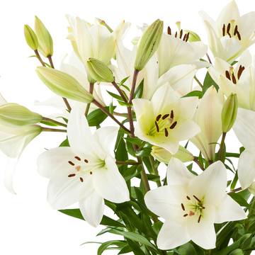 Lilien Bestellen Verschicken Blume00 De