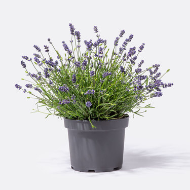 Lavendel Blume2000 De