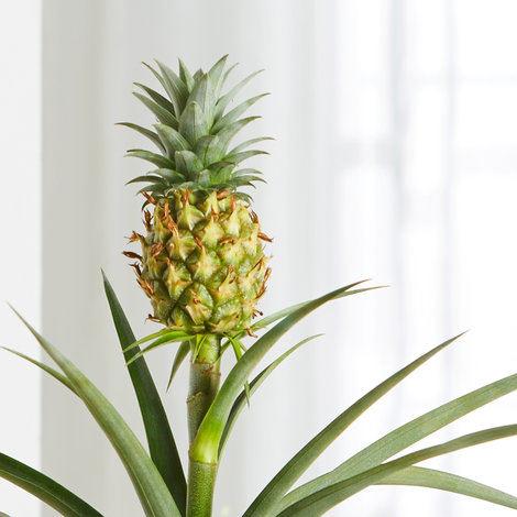 Ananas zimmerpflanze