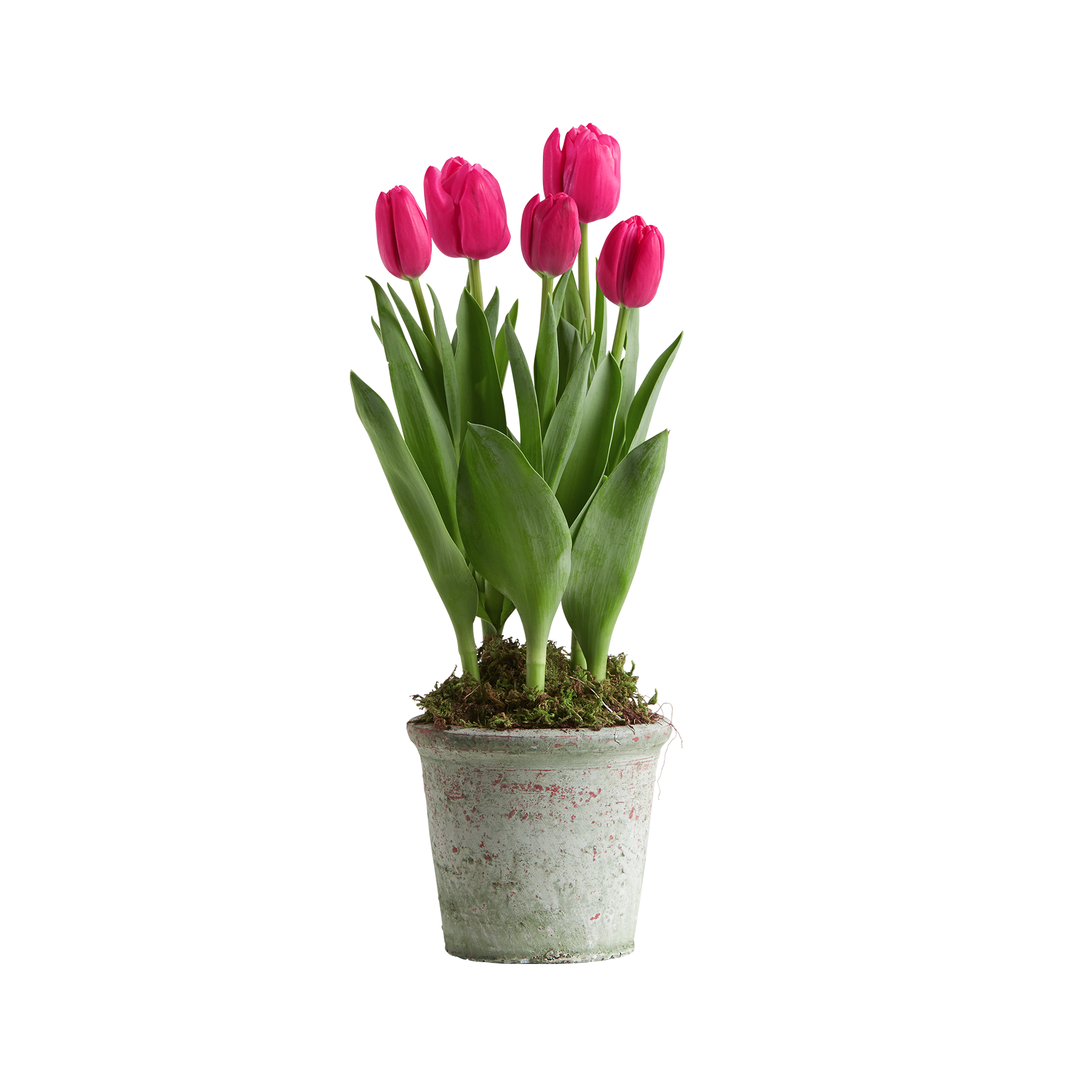 Tulpen in Pink im Topf von  bestellen