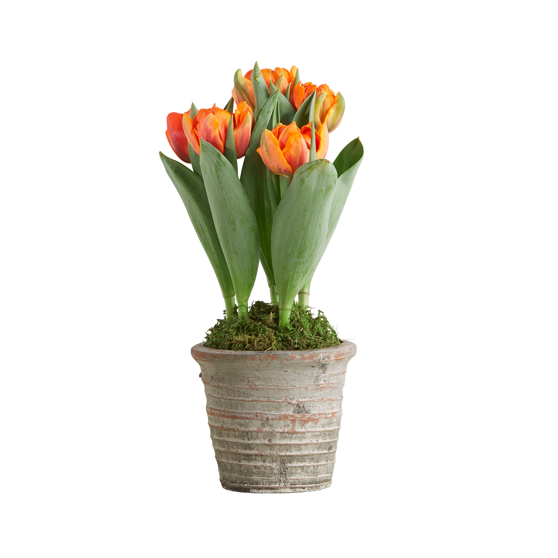 Tulpen in Orange im Topf von  bestellen